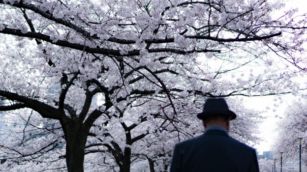 Osaka Japon sakura cerisiers